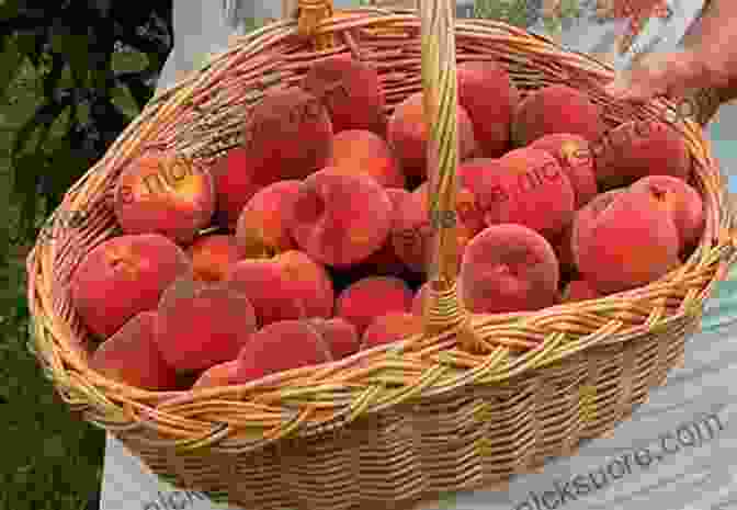 A Basket Of Ripe Peaches Lobster Rolls Of New England: Seeking Sweet Summer Delight (American Palate)