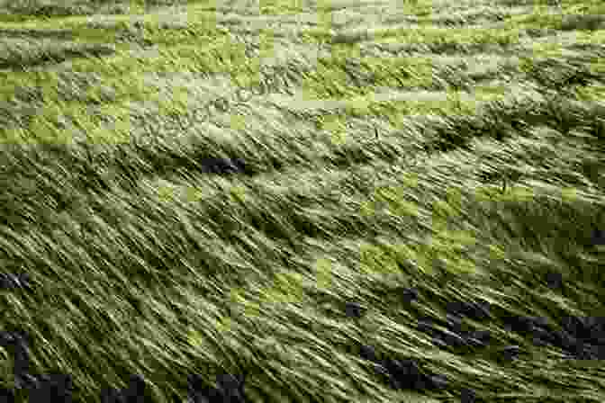 A Dense, Overgrown Field Of Golden Brown Grass Swaying Gently In The Wind. Peter Capstick S Africa: A Return To The Long Grass