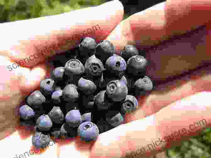 A Handful Of Fresh Blueberries Lobster Rolls Of New England: Seeking Sweet Summer Delight (American Palate)