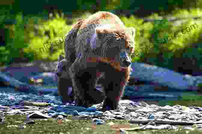 A Magnificent Grizzly Bear Foraging In The Alaskan Wilderness The Wild Side Of Alaska