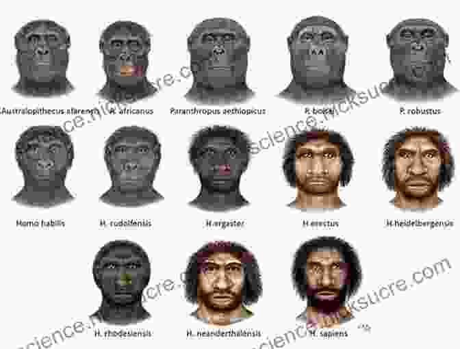 Evolution Of Hominins From Australopithecus To Homo Sapiens The Fifth Beginning: What Six Million Years Of Human History Can Tell Us About Our Future