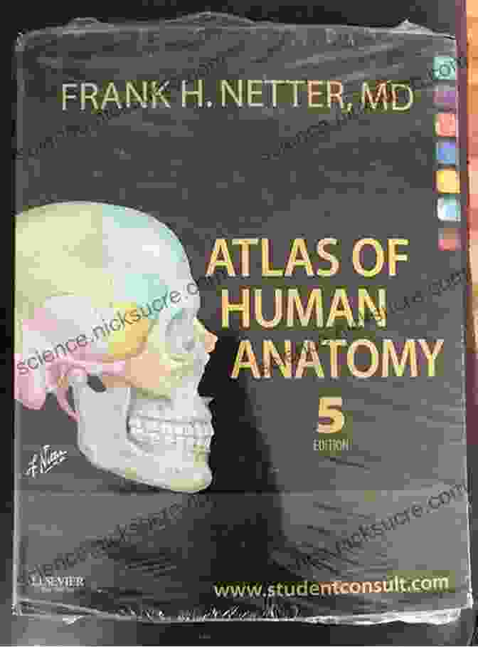 Netter Anatomy Flash Cards: Netter Basic Science Edition Netter S Anatomy Flash Cards E (Netter Basic Science)