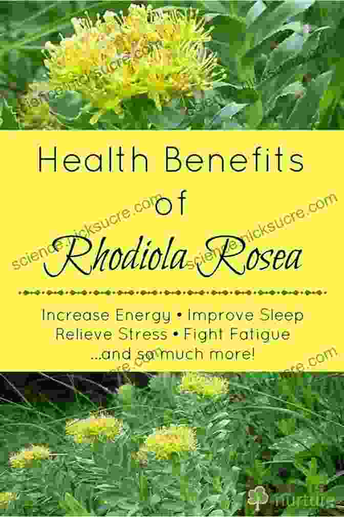 Rhodiola Rosea Is An Adaptogenic Herb That Has Been Shown To Improve Sexual Health By Reducing Stress And Anxiety. Healthy Herbal Guide To Boost Your Libido: An Essential Guide With Natural Herbs For Healing Sexual Dissatisfaction And Enhances Libido