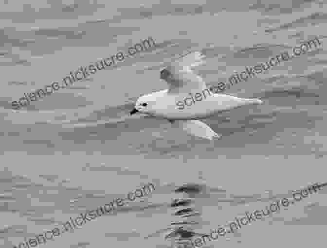 Snow Petrel In Flight One Day One Night: Portraits Of The South Pole